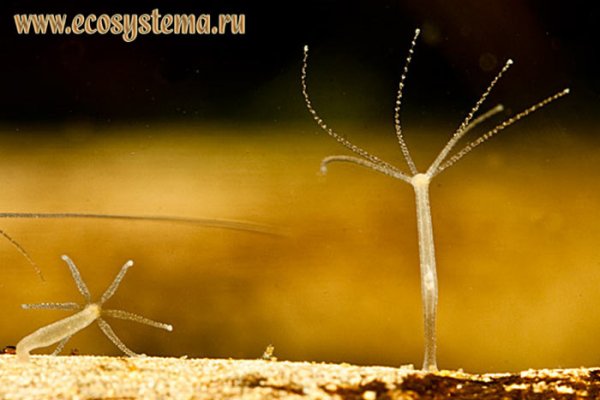 Кракен наркомаркет